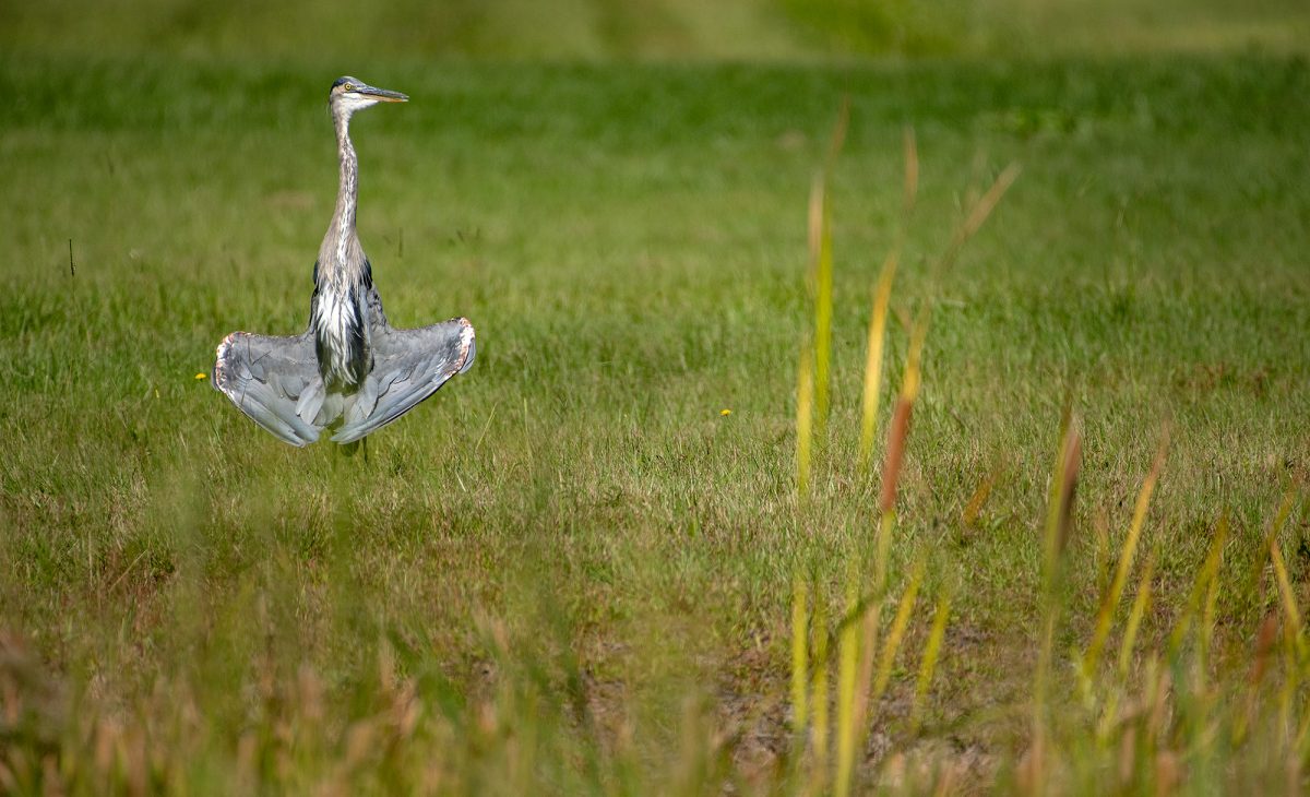 A great blue heron positions its wings not for flight but to sunbathe Monday morning at the end of the Runway 26 at Michael J. Smith Field in Beaufort. Photo: Dylan Ray