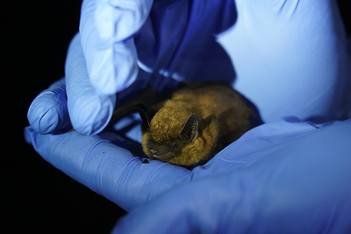 Researchers handle a bat during the recent Bat Blitz. Photo courtesy of North Carolina State Parks, a division of the North Carolina Department of Natural and Cultural Resources