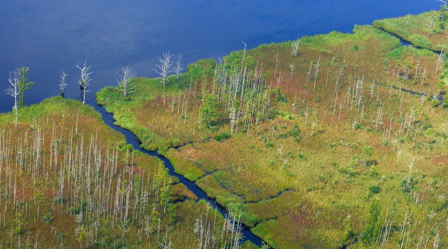 The Cape Fear River as seen from above, Aug. 11, 2014. Overflight provided by SouthWings, photo by Alan Cradick.