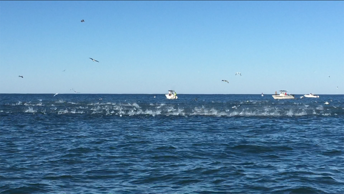 A bait ball gets ravaged by a school of false albacore. Photo: Gordon Churchill