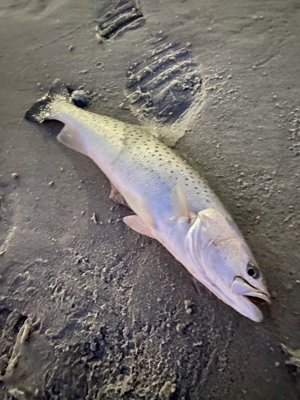 My father’s last surf-caught speckled trout. Photo: Gordon Churchill