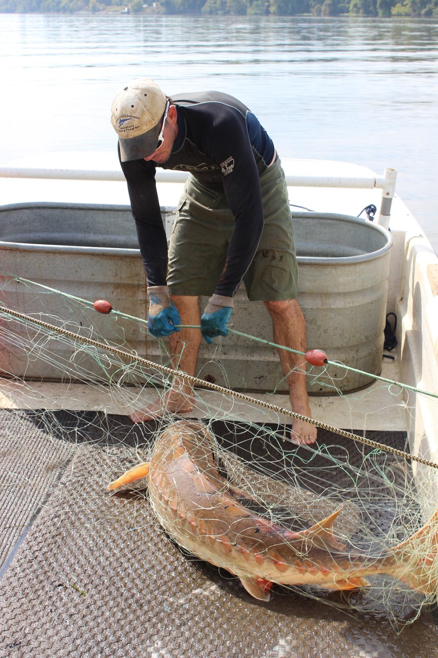 A researcher at the Virginia Commonwealth University Rice Rivers Center removes an Atlantic sturgeon from a gill net during a tagging study on the James River. Photo: Matt Balazik, VCU Rice Center