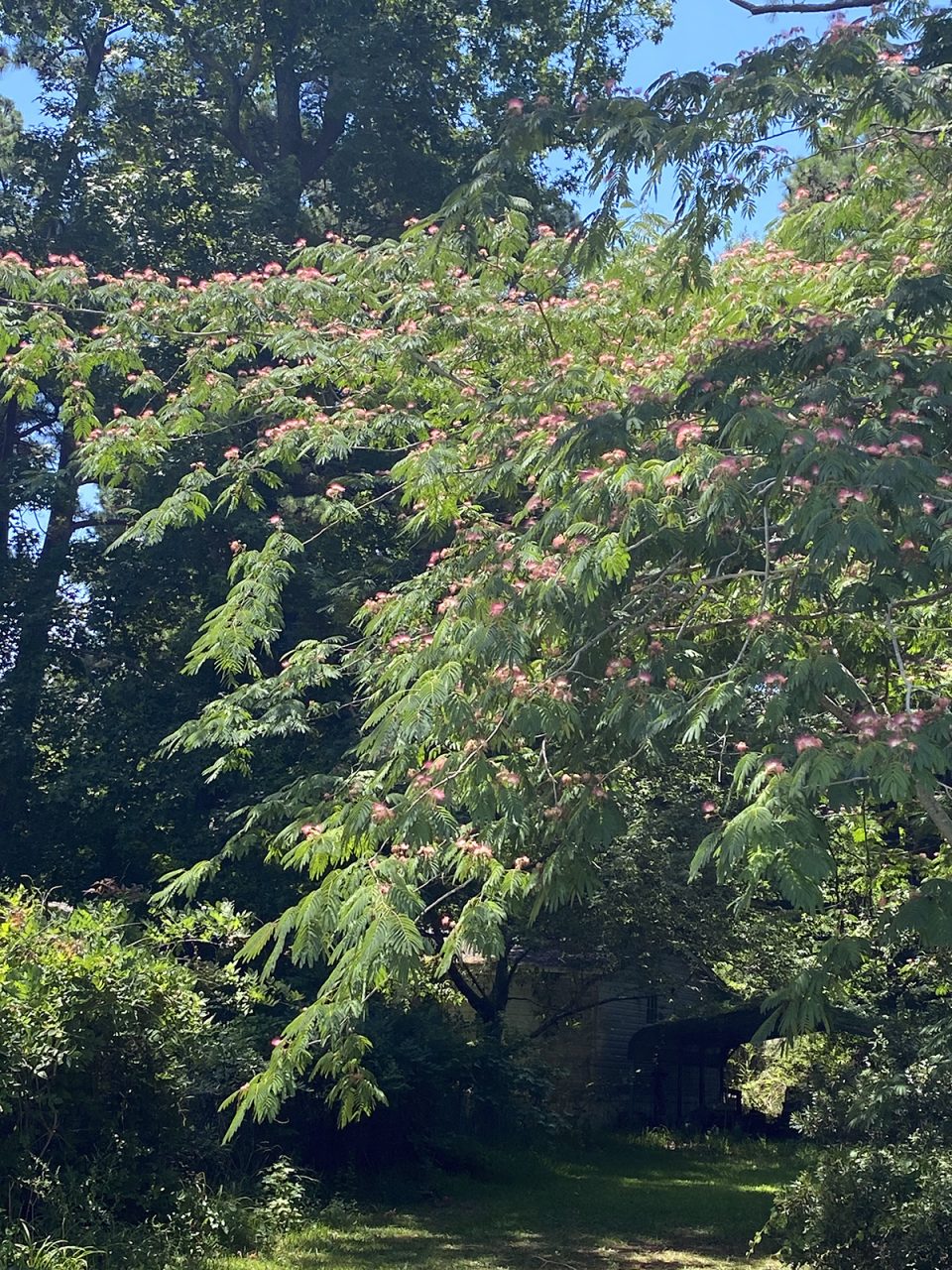 Layers of pink blooms and ferny looking leaves lend a tropical feel to a North Carolina yard framed by a bright blue sky.  Photo: Heidi Skinner