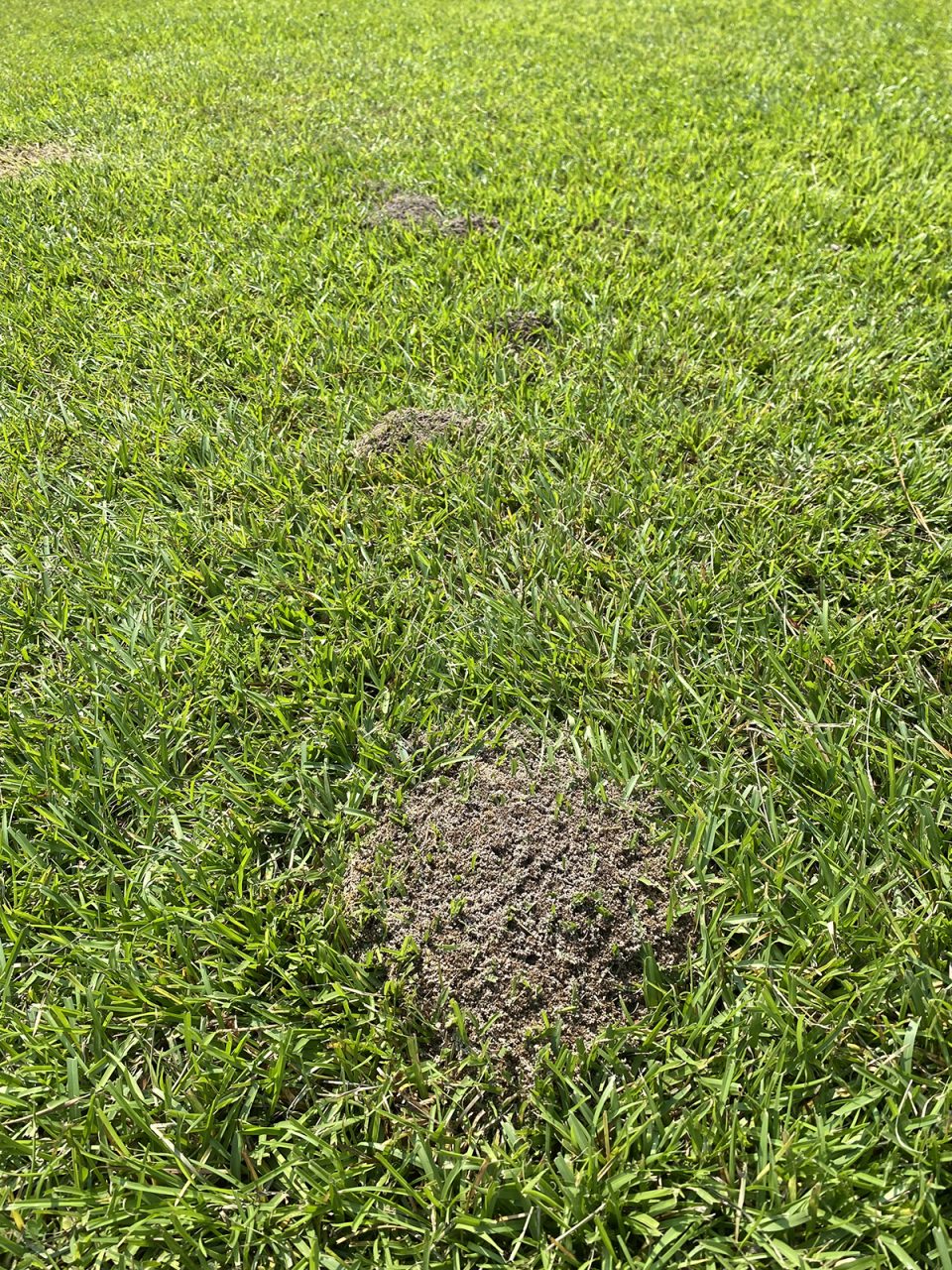 A trio of fire ant mounds stretches across the yard. Photo: Heidi Skinner