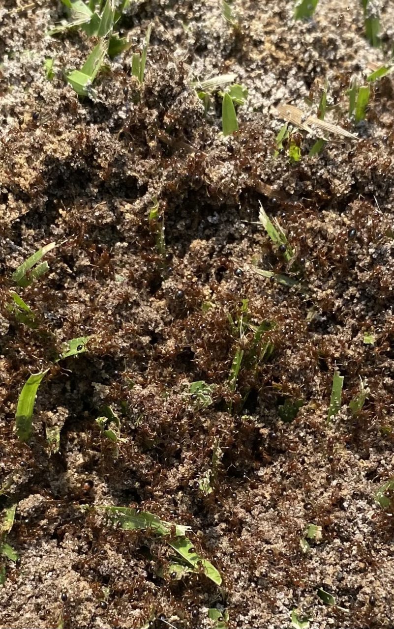 The furious fire ants residing in this recently disturbed nest are out for blood. Photo: Heidi Skinner