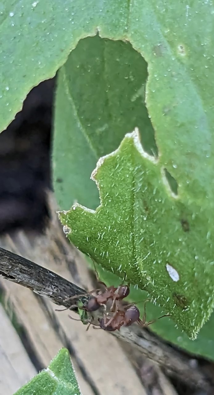 This alternate view of leafcutter ants shows the damage. Photo: Heather Brameyer