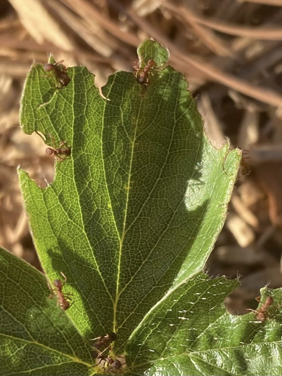Leafcutter ants are hard at work in my sister's garden in Morehead City. Photo: Heather Brameyer