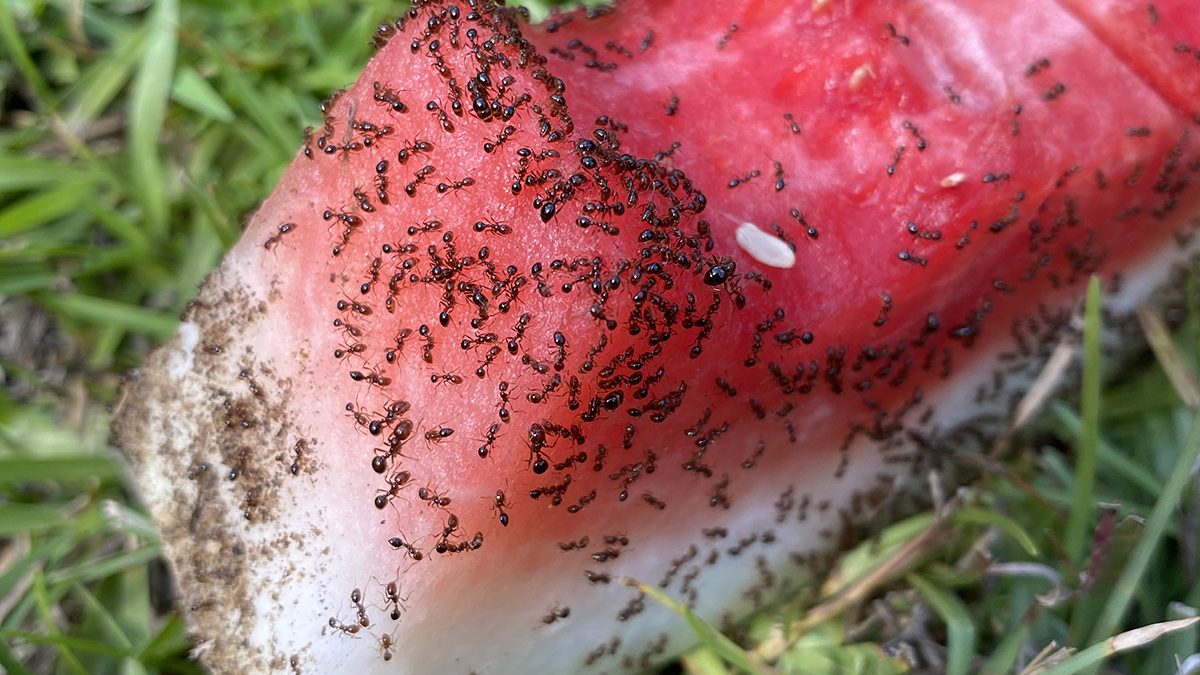Nearly everybody enjoys watermelon, including ants! Photo: Heidi Skinner