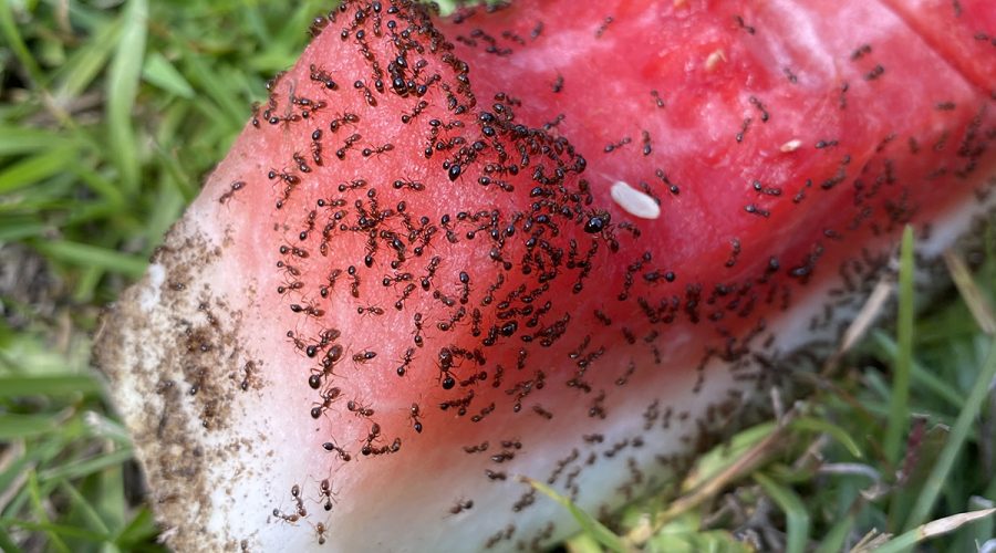 Nearly everybody enjoys watermelon, including ants! Photo: Heidi Skinner