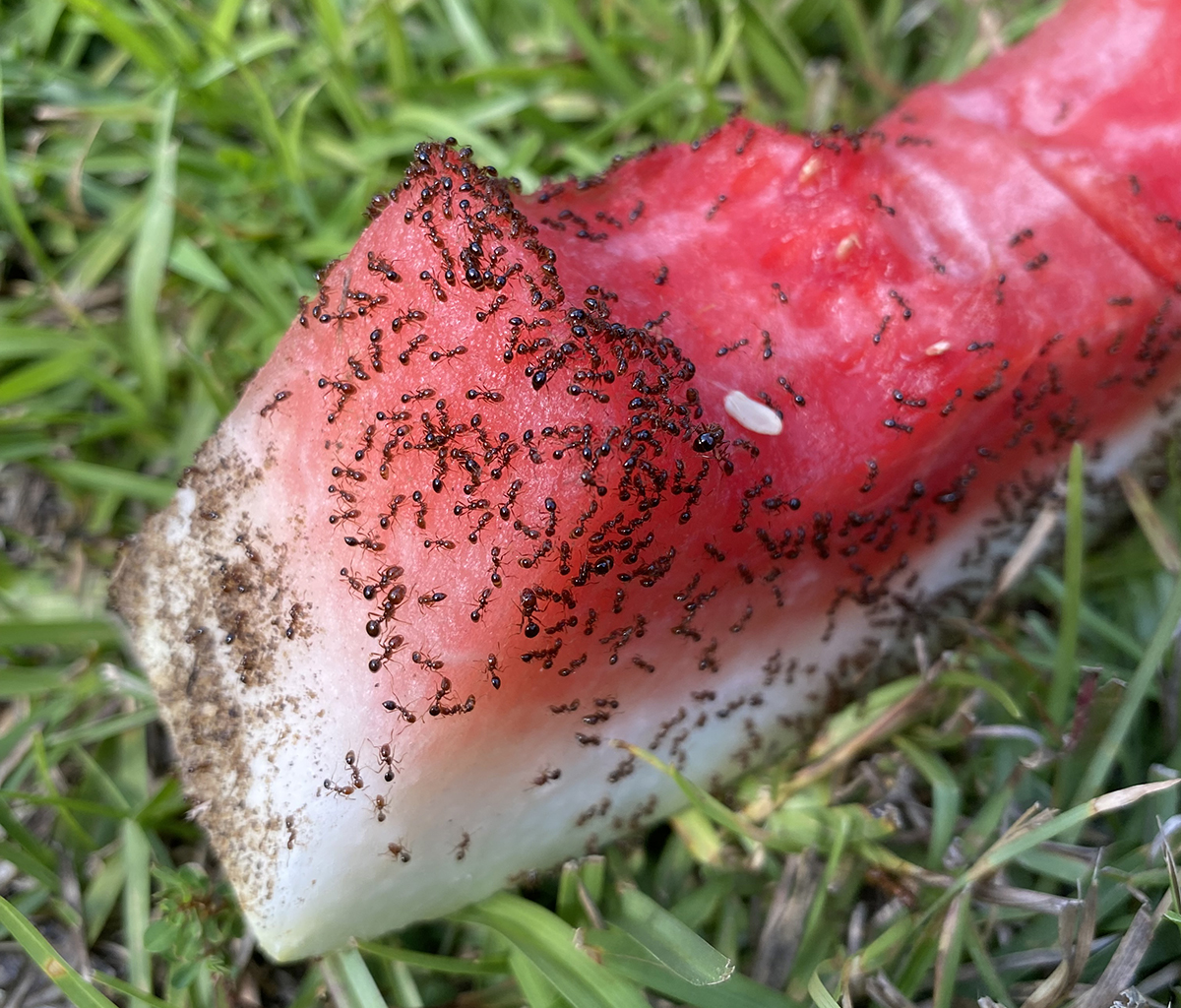 Nearly everybody enjoys watermelon, including ants! Photo: Heidi Skinner