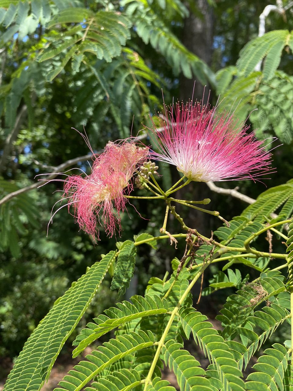 This dark pink mimosa flower stands at attention next to a spent bloom. Photo: Heidi Skinner