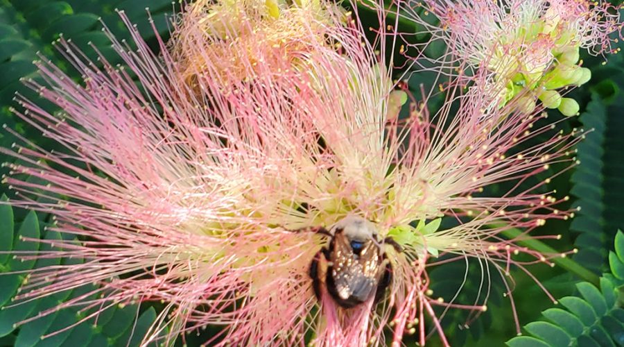 A very happy bee noshing on a gorgeous mimosa flower. Photo: Andy Smith