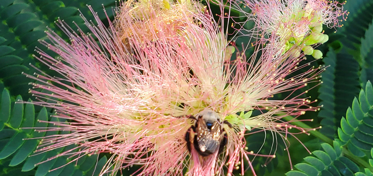 Mimosas lend tropical look, but prone to crowding out natives