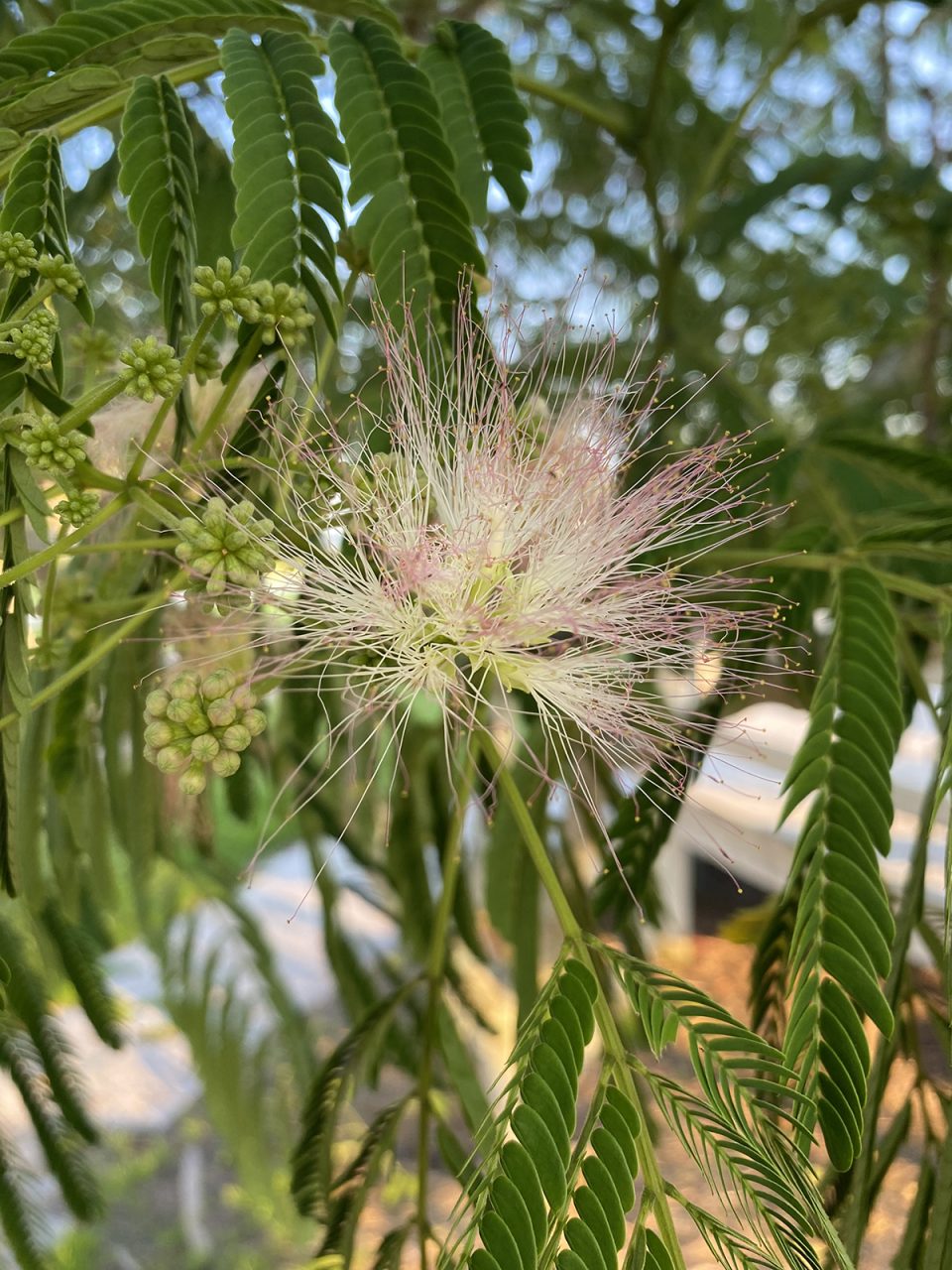 A cream-colored mimosa bloom is showcased by surrounding leaves in their closed position. Photo: Heidi Skinner