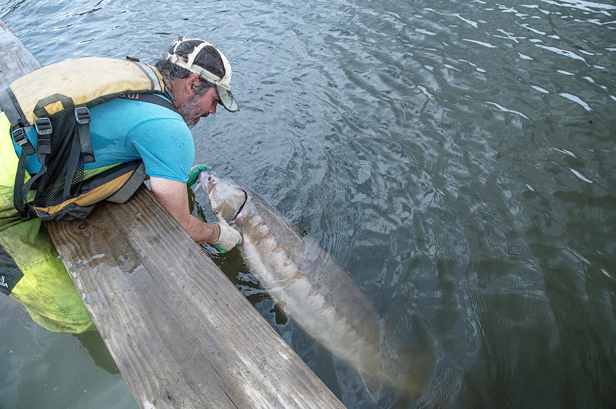 A researcher at the Virginia Commonwealth University Rice Rivers Center lifts an Atlantic sturgeon from the James River. Photo: Photo: Matt Balazik, VCU Rice Center