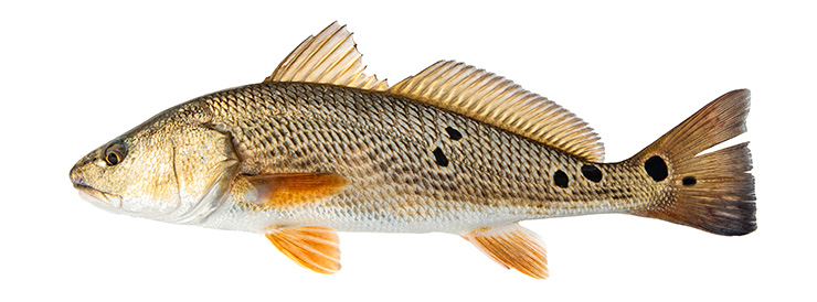 Red drum. Image: DMF