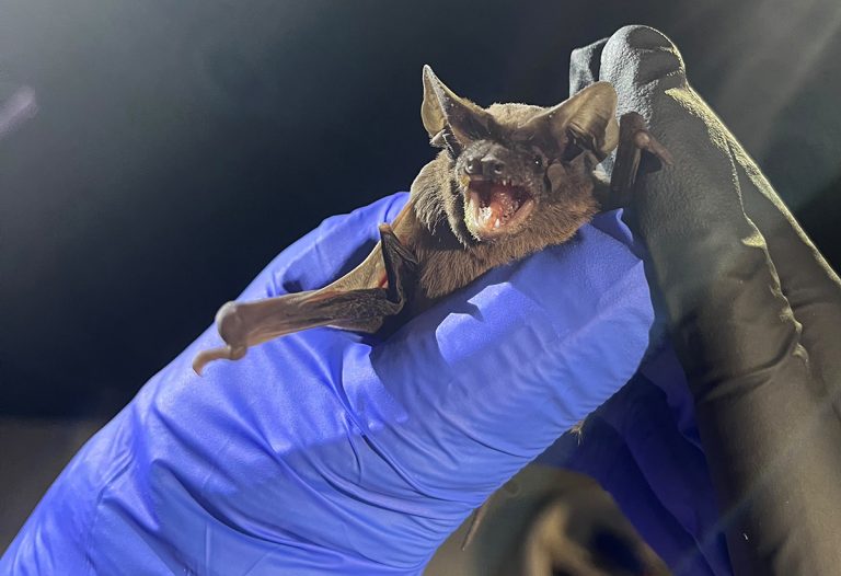 Bat Blitz gathers data on state’s mysterious winged mammals