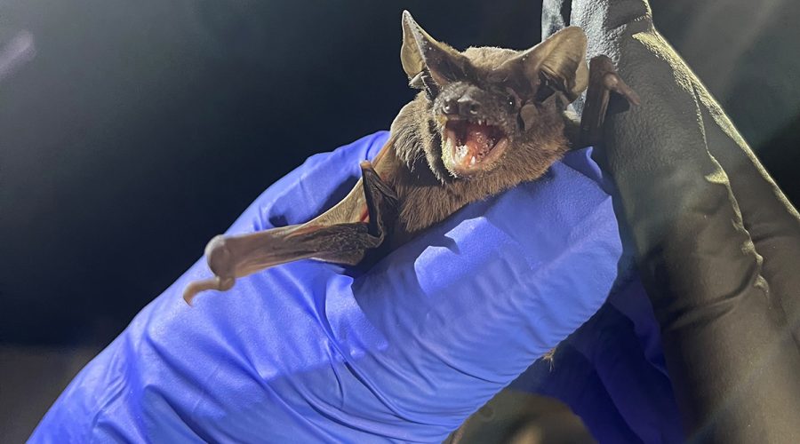 Researchers examine a bat during the recent Bat Blitz inventory. Photo courtesy of North Carolina State Parks, a division of the North Carolina Department of Natural and Cultural Resources