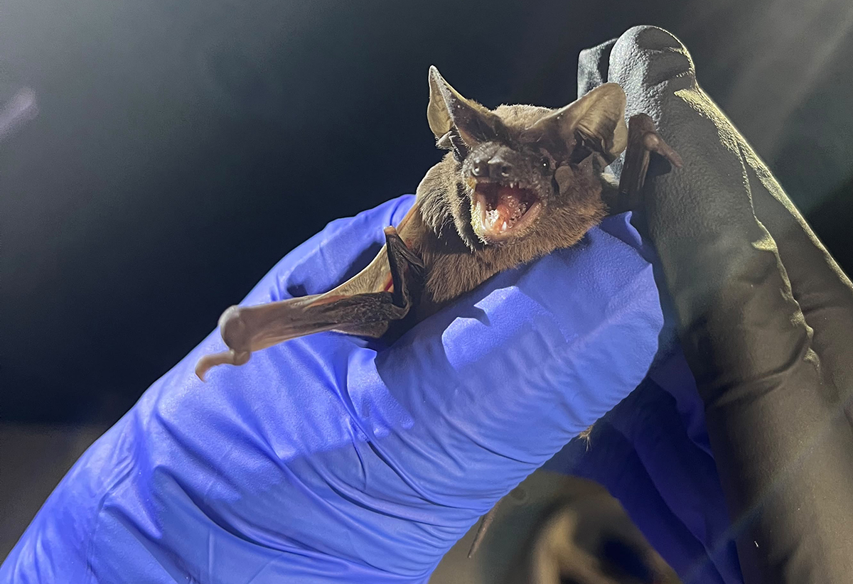 Researchers examine a bat during the recent Bat Blitz inventory. Photo courtesy of North Carolina State Parks, a division of the North Carolina Department of Natural and Cultural Resources