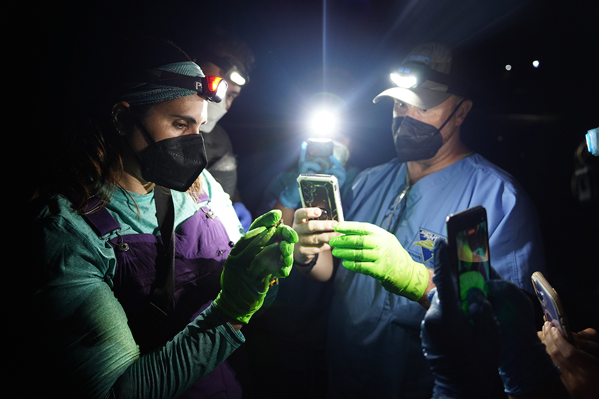 Researchers examine a bat during the recent Bat Blitz.
Photo courtesy of North Carolina State Parks, a division of the North Carolina Department of Natural and Cultural Resources