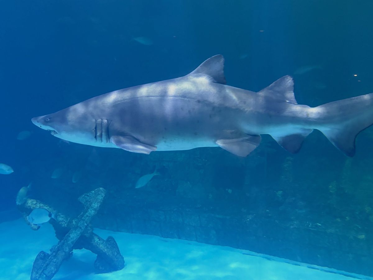 A peek at the marine life inside the 285,000-gallon Graveyard of the Atlantic exhibit the N.C. Aquarium on Roanoke Island. Photo: N.C. Aquariums