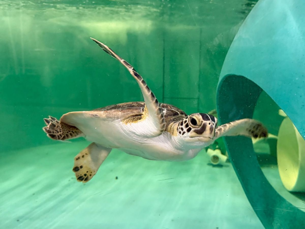 Shown here is one of the many turtles at the Sea Turtle Assistance and Rehabilitation, or STAR, Center, a 3,000-square-foot sea turtle hospital at the aquarium. Photo: N.C. Aquariums