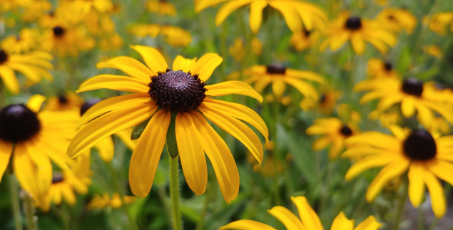 The project will include planting upland grasses and perennial flowers to help protect the area from erosion and create wildlife habitat. Photo: North Carolina Coastal Federation