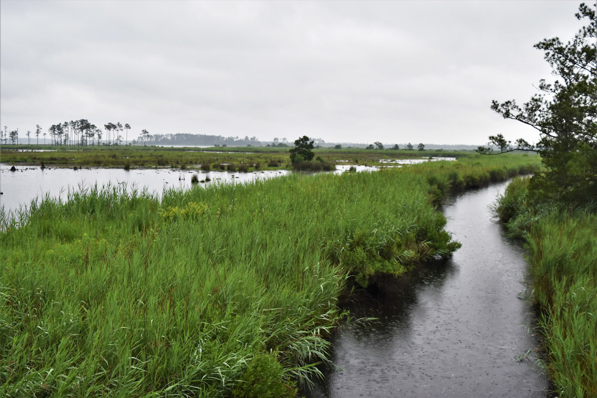 Goose Creek Game Land Smith Creek boat access Photo: ncwetlands.org
