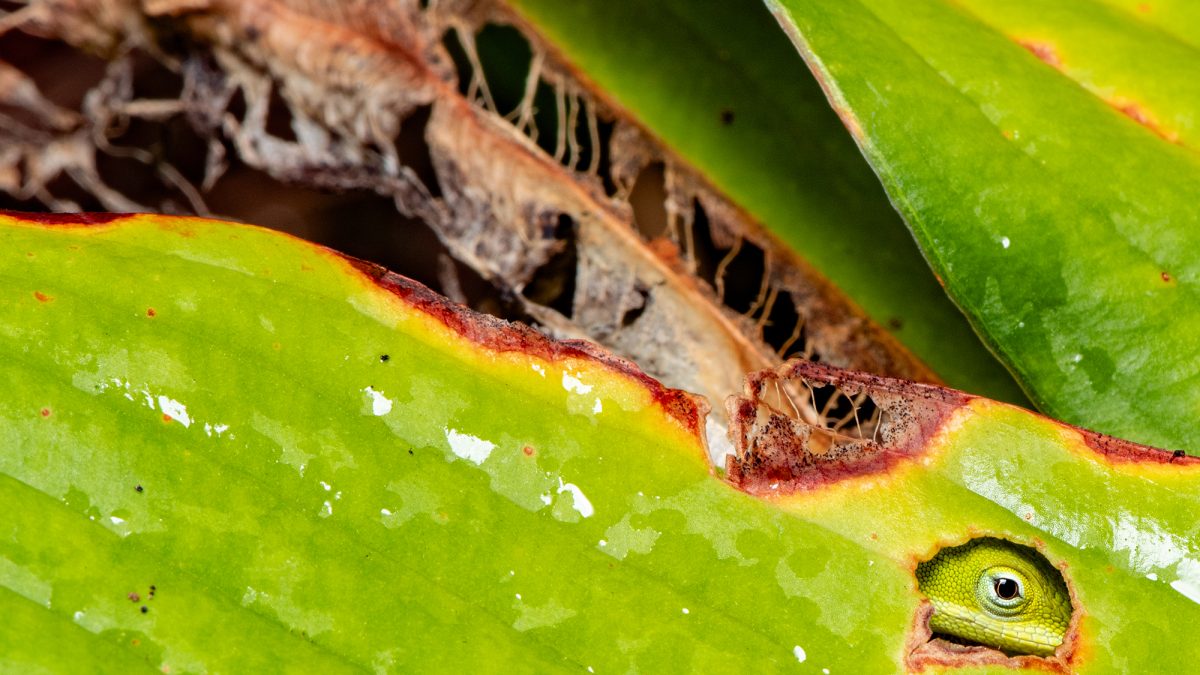 A juvenile anole, or Anolis carolinensis, sneaks a peek at its surroundings from a vantage point beneath a hosta leaf in a Beaufort garden near Russell Creek in Carteret County. Sometimes described as “American chameleons,” anoles can be found across the state's coastal plain and southern Piedmont regions, can live as long as eight in the wild, according to the North Carolina Wildlife Resources Commission. They can also leap distances of up to 12 inches. Photo: Dylan Ray
