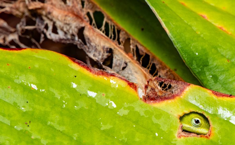 Juvenile Anole Photographed Beneath Hosta Leaf in Carteret County