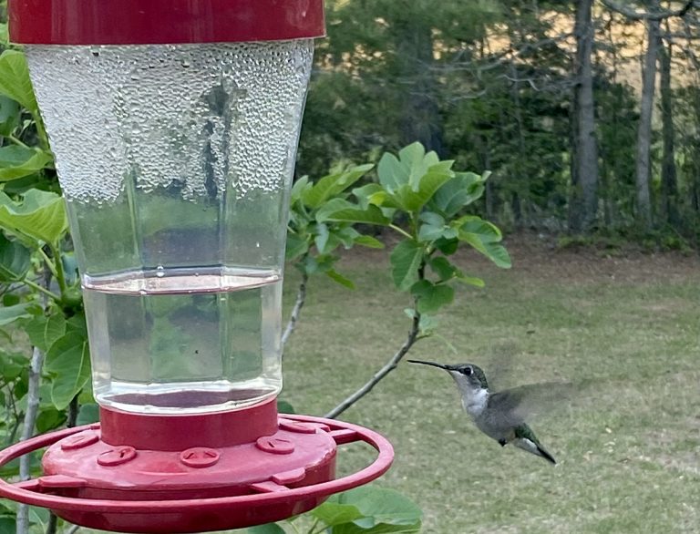 Ruby-Throated Hummingbirds’ Flight And Southward Migration In Focus