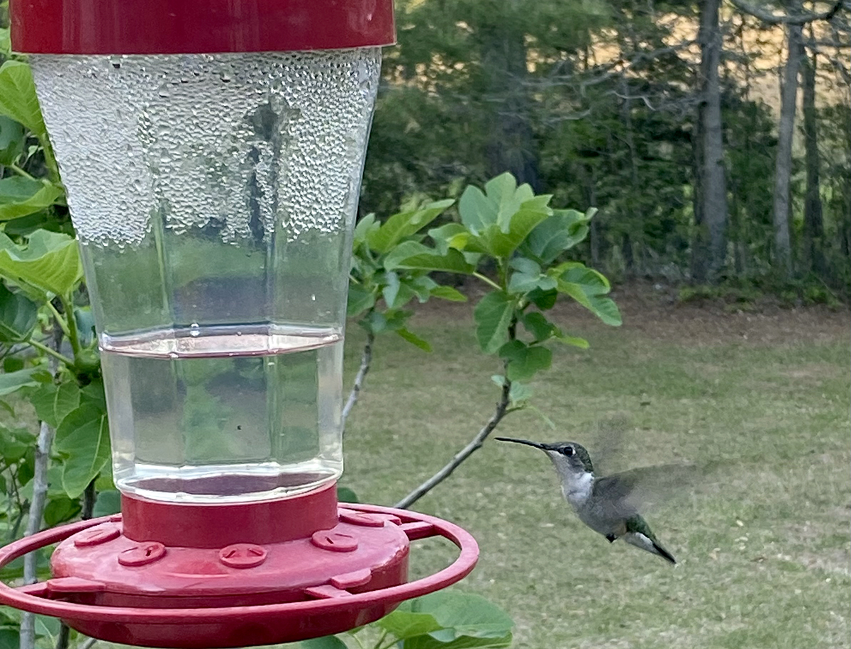 This hummer is one of our regulars. She showed up in early April. Photo: Heidi Skinner