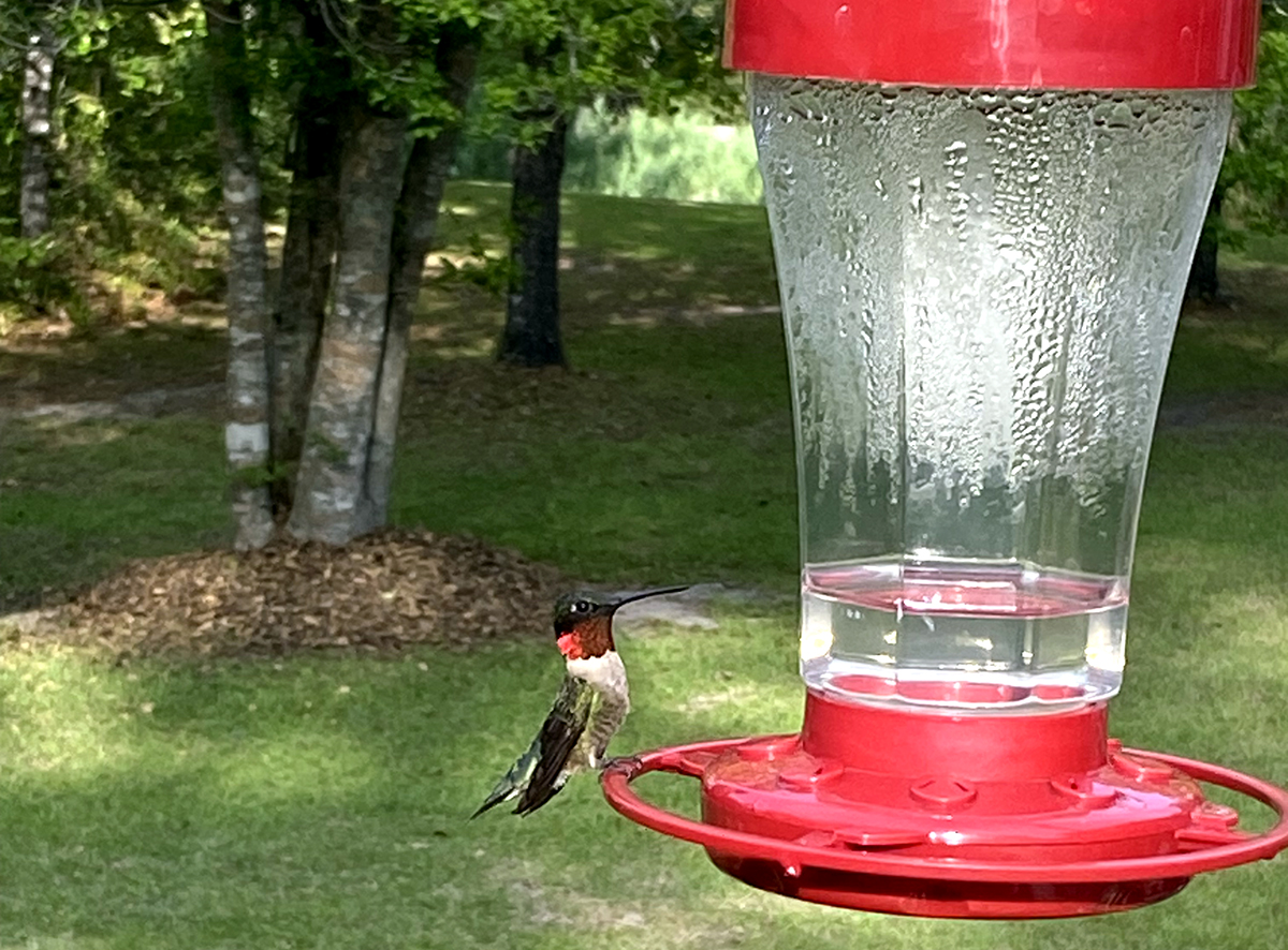 A male Ruby-throated hummer showing off his gorgeous gorget. Photo: Heidi Skinner