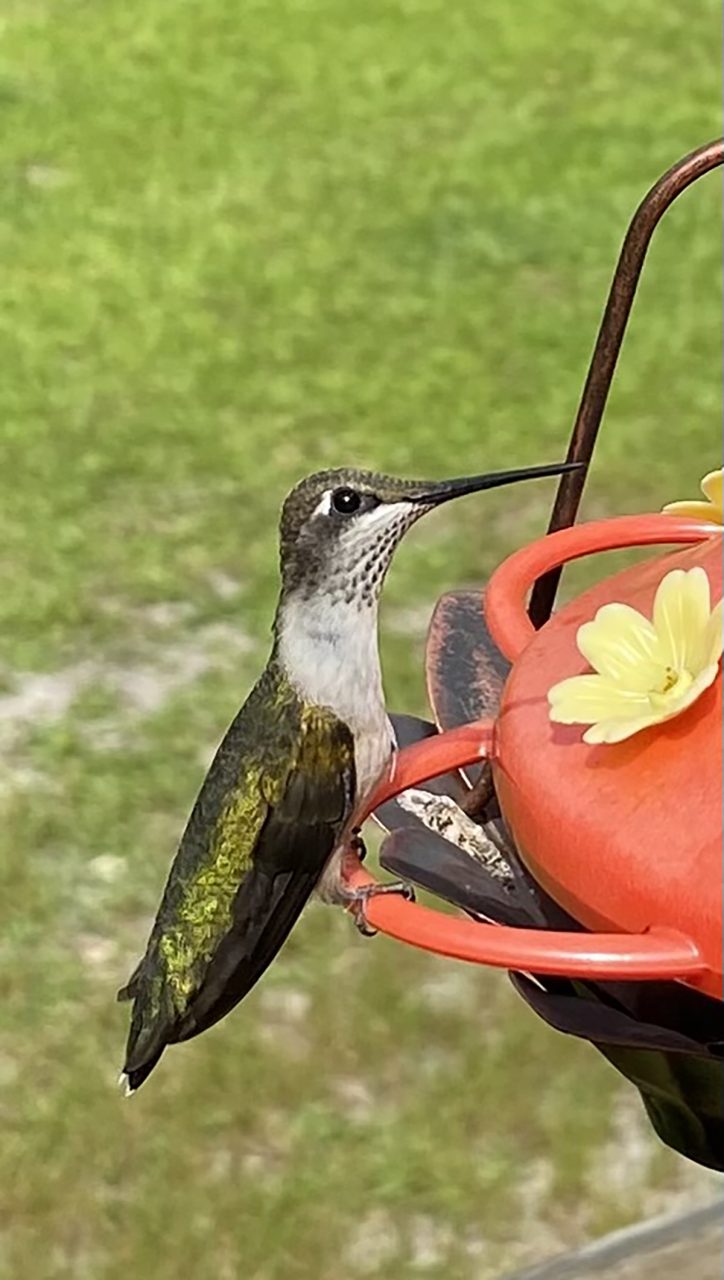 Either a female ruby-throated hummer or an adolescent male, this little jewel bellies up to the bar while keeping a wary eye out. Photo: Heidi Skinner