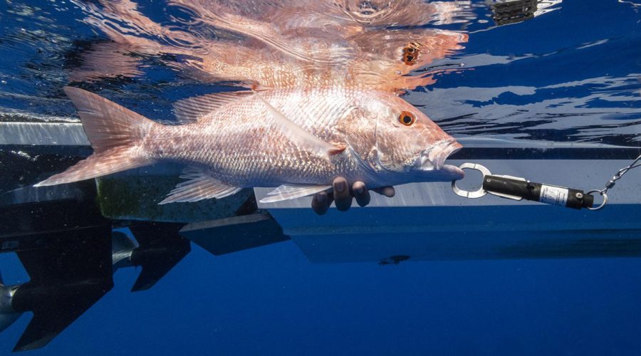 A red snapper is shown in this Division of Marine Fisheries photo.