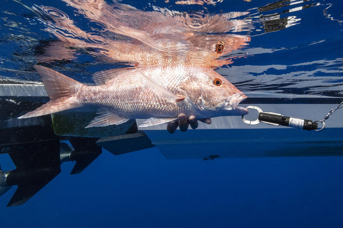 A red snapper is shown in this Division of Marine Fisheries photo.
