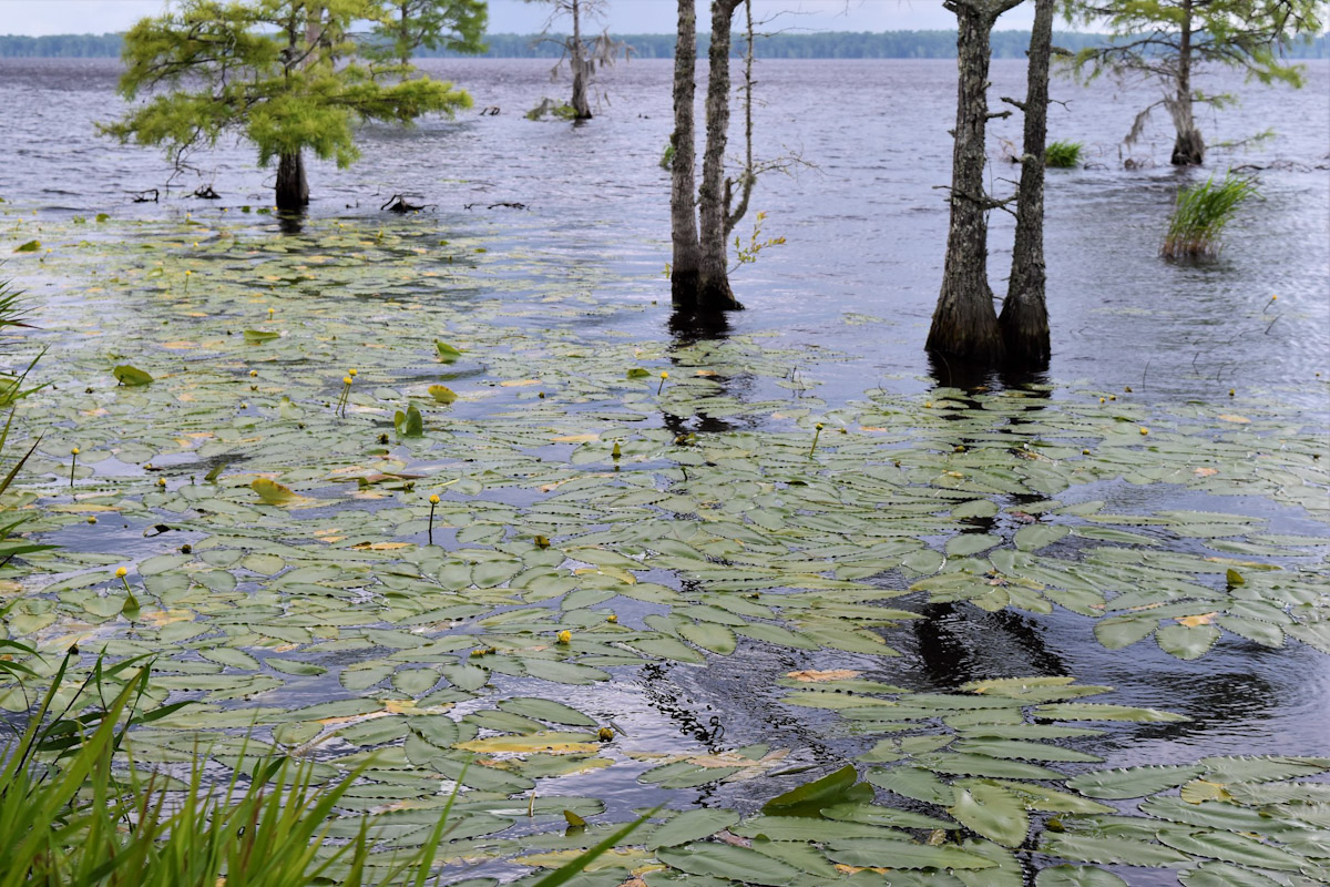 Nuphar pond lily in Croatan National Forest. Photo: ncwetlands.org