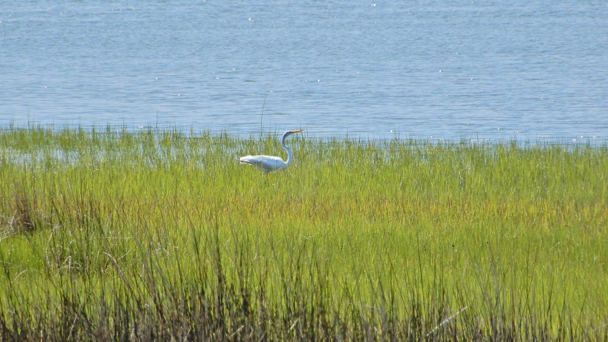 Great egret in sound marsh in Emerald Isle Woods. Photo: ncwetlands.org