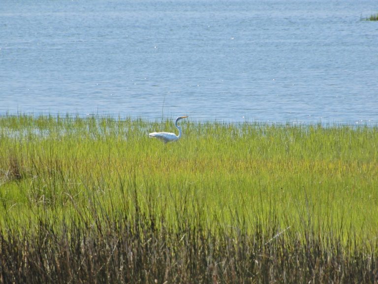 North Carolina Updates 2026 Wetlands Program Plan Through 2030