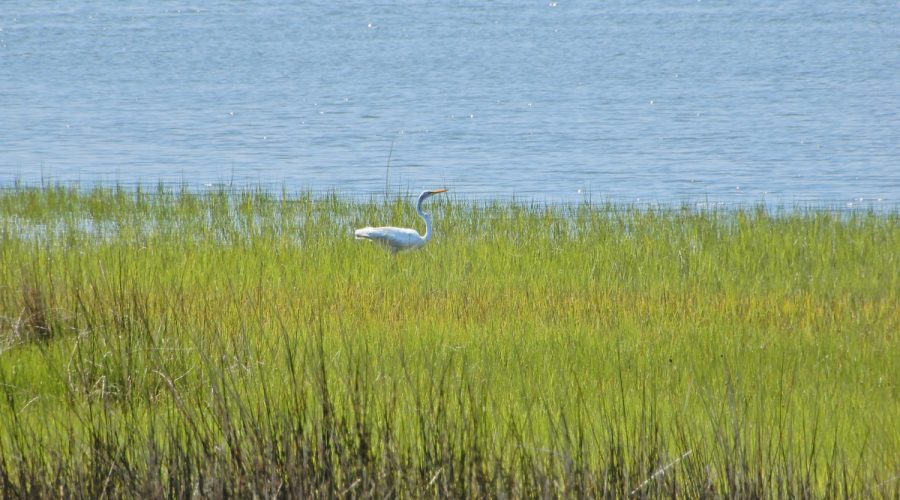 Great egret in sound marsh in Emerald Isle Woods. Photo: ncwetlands.org