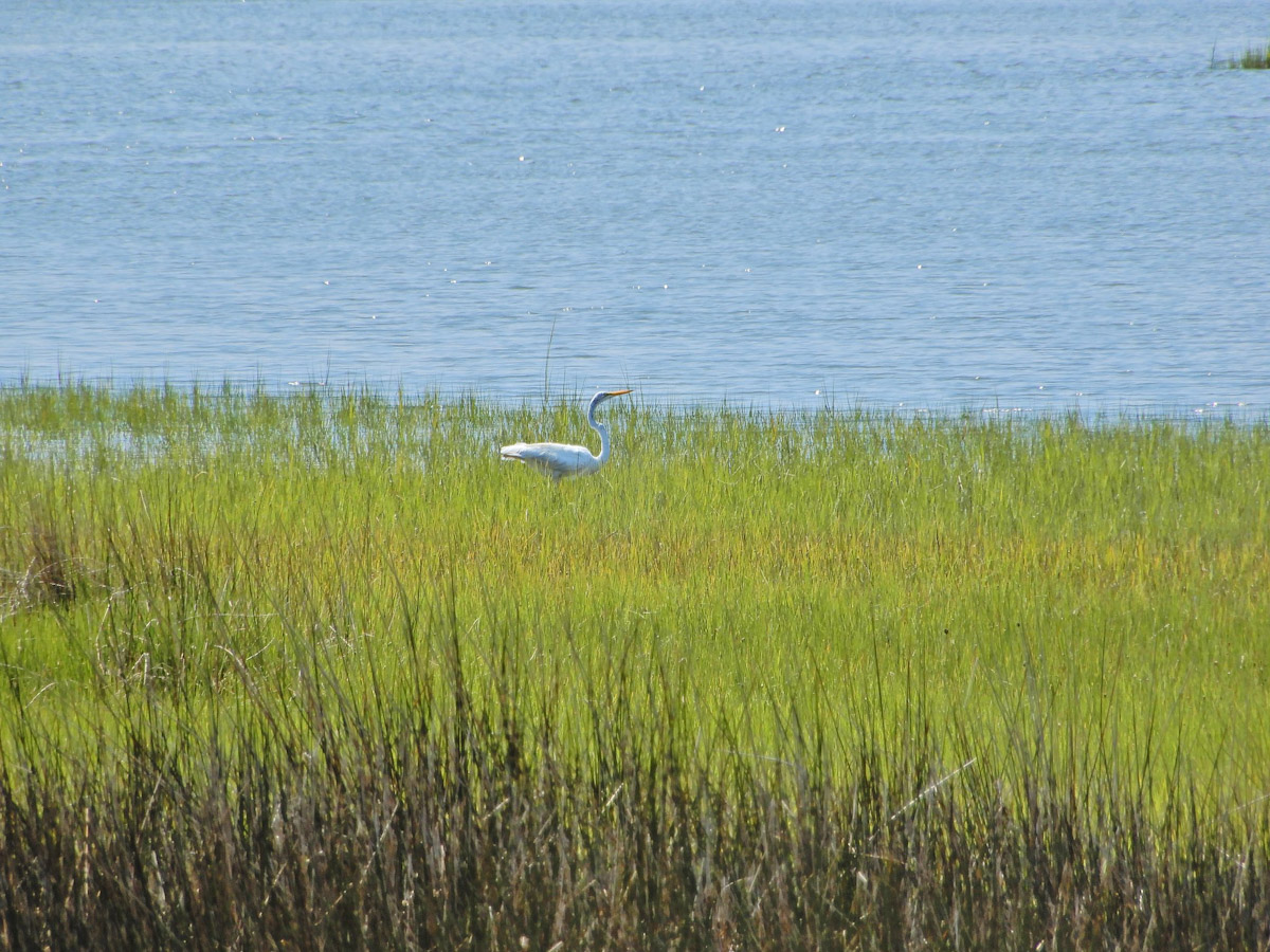 Great egret in sound marsh in Emerald Isle Woods. Photo: ncwetlands.org