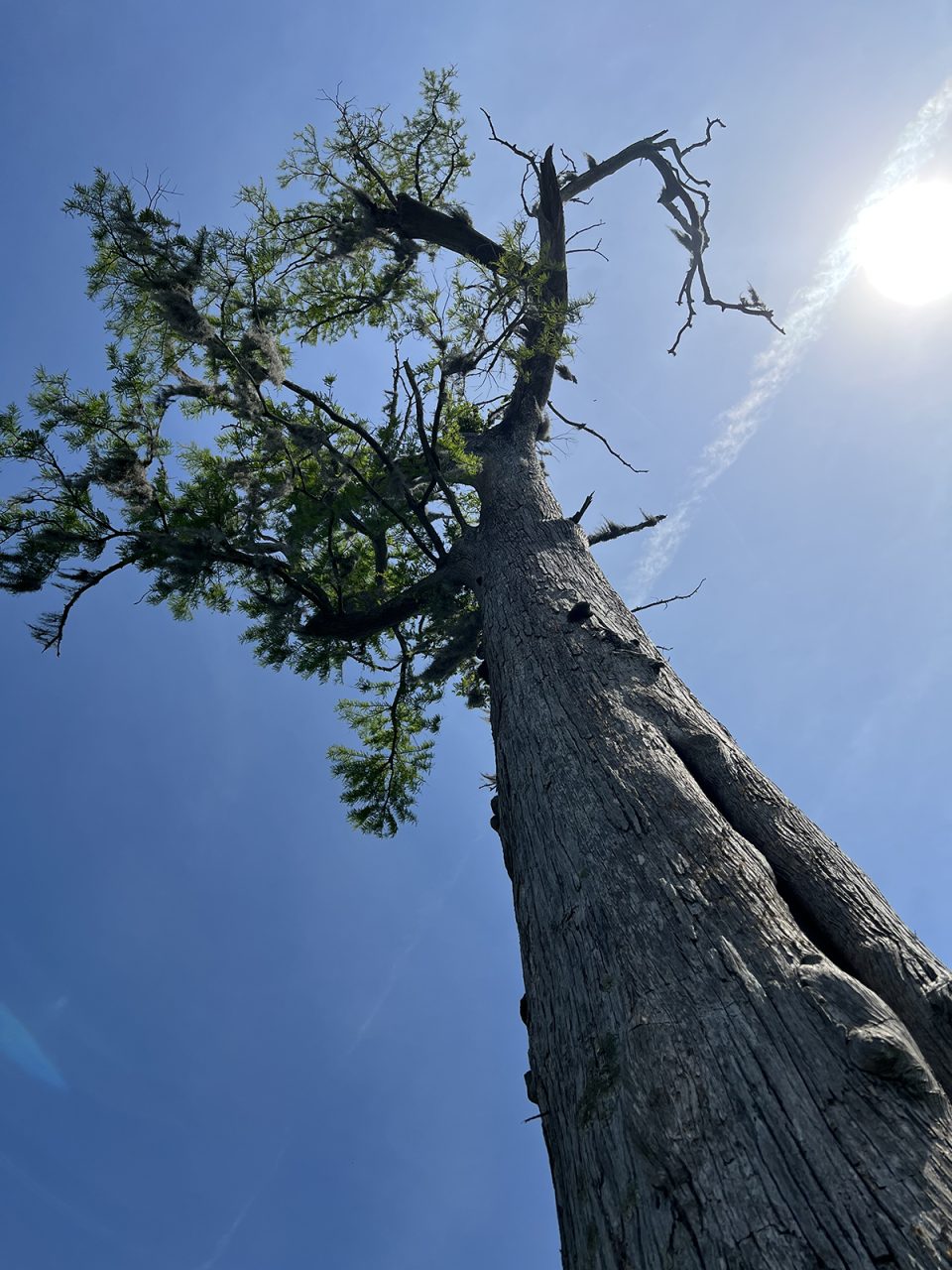 A bald cypress stands in Smith Creek’s upstream old-growth forest, where researchers dated 15 trees to more than 500 years old. Photo courtesy of Monica Rother.