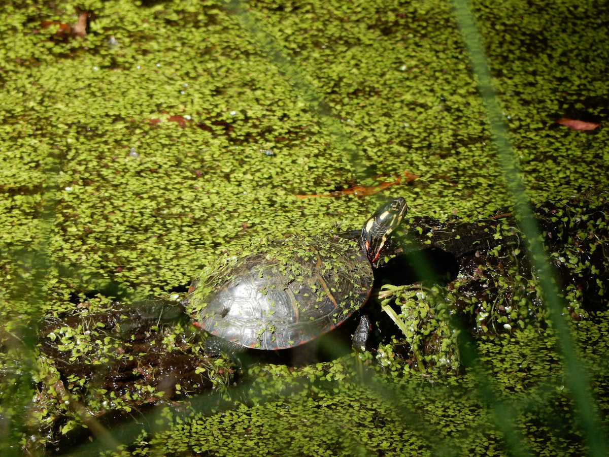 Painted turtle in ditch near North River Game Land located in Camden and Currituck counties. Photo: ncwetlands.org