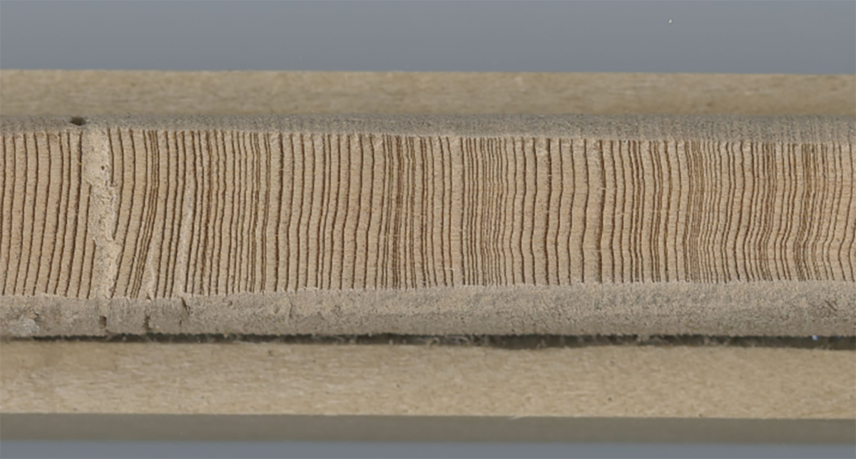 A wood core shows growth rings from Smith Creek’s oldest documented bald cypress, dated to at least 871 years old. Photo courtesy of Monica Rother.