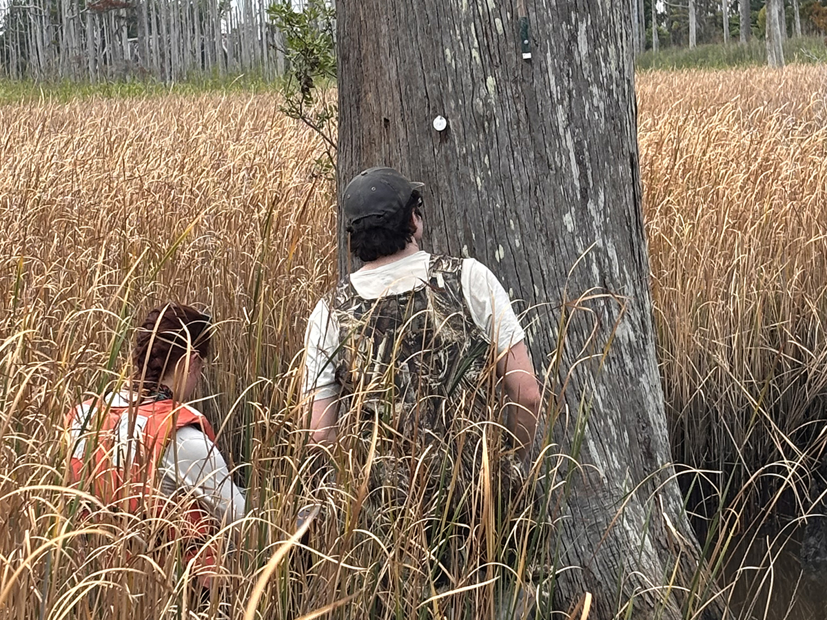 Master’s students Madison Gerdes and Daniel Saydkhuzhin stand beside a tree fitted with a growth-monitoring instrument at Smith Creek’s higher-salinity site. Photo courtesy of Monica Rother.