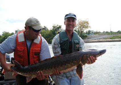 giant atlantic sturgeon