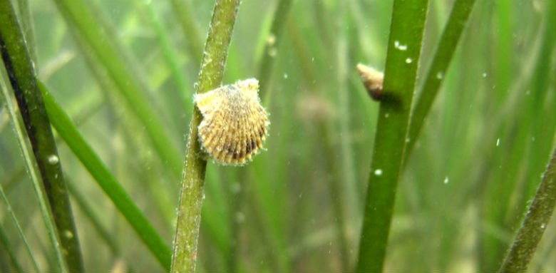 Grass Grows in Pamlico  N.C. Cooperative Extension