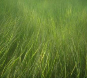 Grass Grows in Pamlico  N.C. Cooperative Extension