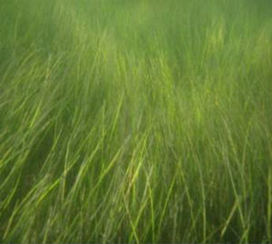 Grass Grows in Pamlico N.C. Cooperative Extension