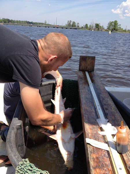 Tracking Giants of the Cape Fear